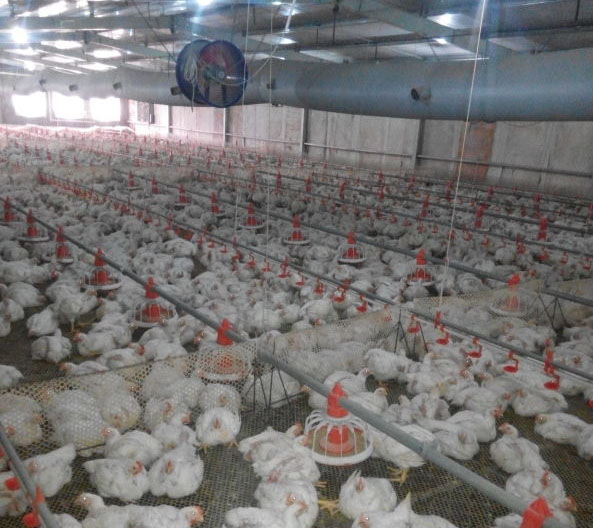 肉类食品对人体是十分有好处的