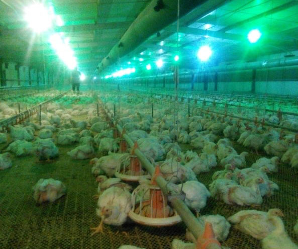 如何在寒冷的天气获得良好的肉鸡养殖成绩